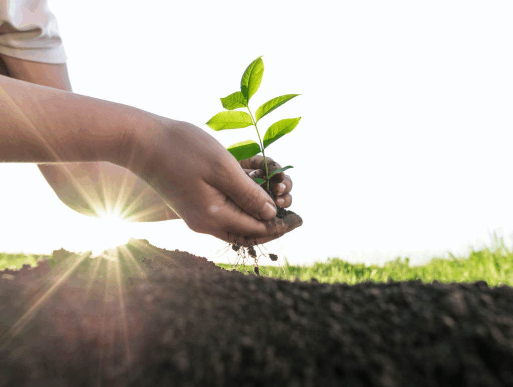 handen die boom planten